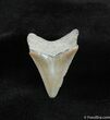 Tan Colored Bone Valley Megalodon Tooth #546-1